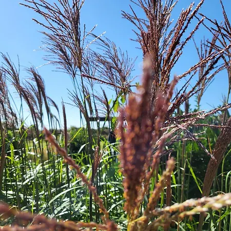 Ferienhaeuser Diek 21 Diek 21 *